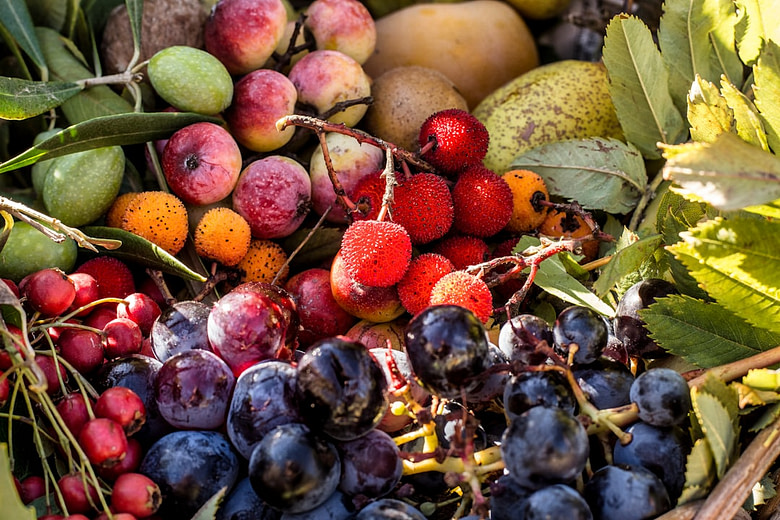 No coma alimentos inadecuados