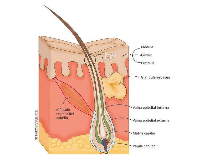 folículos pilosos de la parte superior del tronco folículos pilosos de la parte superior del tronco